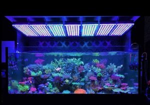 Requisitos de iluminación para un acuario plantado